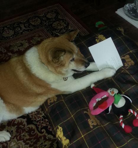 Toffee the Japanese Akita reading birthday card Feb 2015