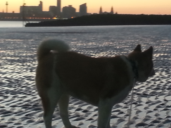 Toffee the Japanese Akita beach Feb 2015