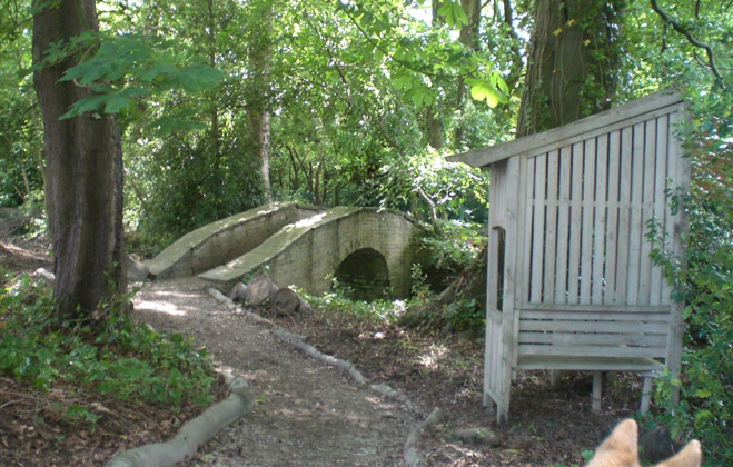 Toffee the Japanese Akita exploring garden