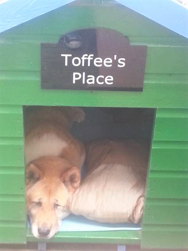Toffee the Japanese Akita asleep in kennel 1