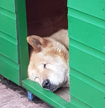 Toffee the Japanese Akita asleep in Kennel Wallasey 2