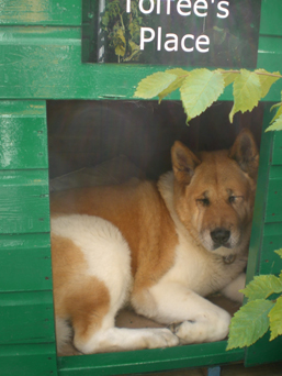 Toffee the Japanese Akita awake kennel