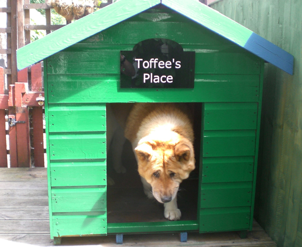 Toffee the Japanese Akita awake exiting