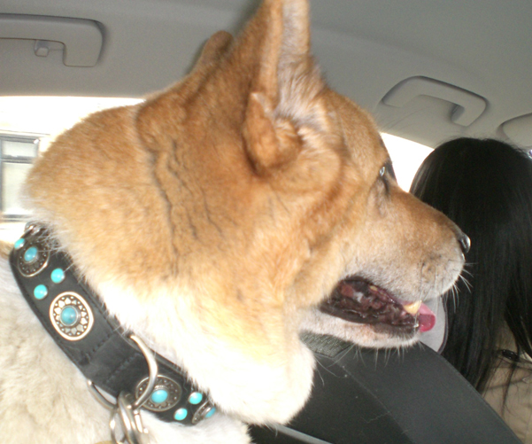 Toffee the Japanese Akita Olympic Torch Procession 2012 1